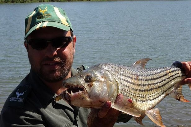 Ca sau giet nguoi nhat bong golf hinh anh