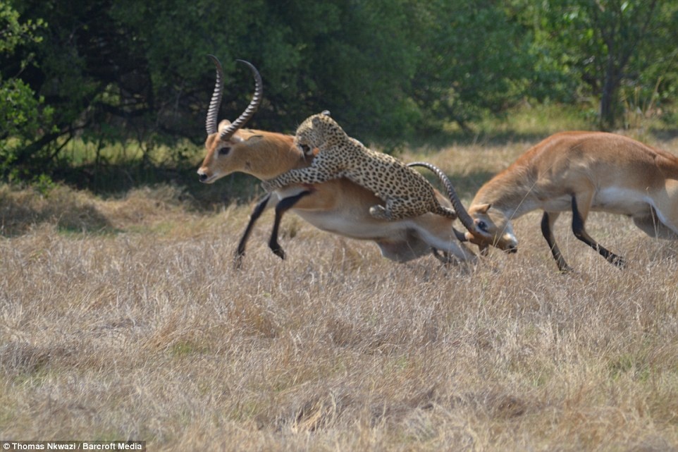 Trong lúc nó chạy, đối thủ của nó vẫn không chịu buông tha.