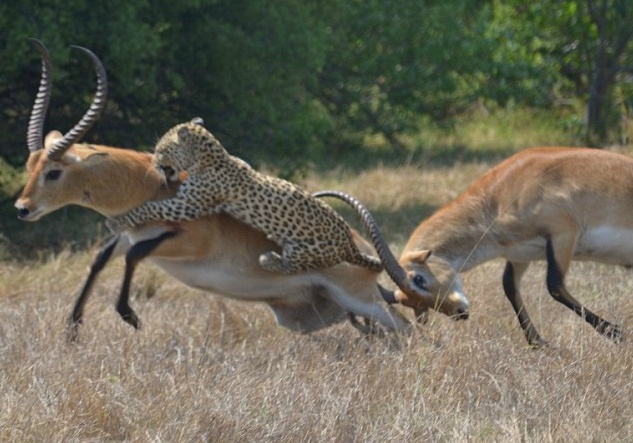 Cuoc chien tay ba giua bao va linh duong hinh anh