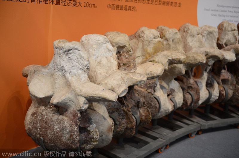 Năm 2006, các nhà khảo cổ phát hiện đoạn xương khủng long hóa thạch ở gần sông Hoàng Hà đoạn chảy qua huyện Nhữ Dương, tỉnh Hà Nam, Trung Quốc.