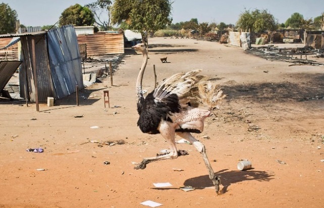 Con đà điểu chạy