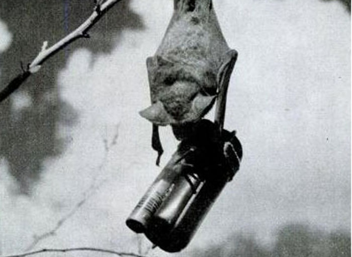 Bom dơi là một ý tưởng điên rồ