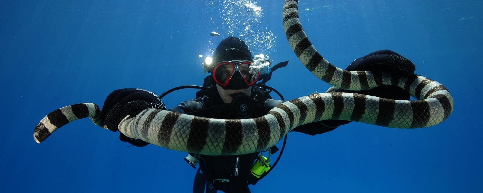 Nghe bat ran bien voi noc doc chet nguoi hinh anh