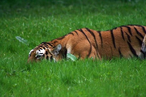 Lan san moi dau tien cua ho hinh anh