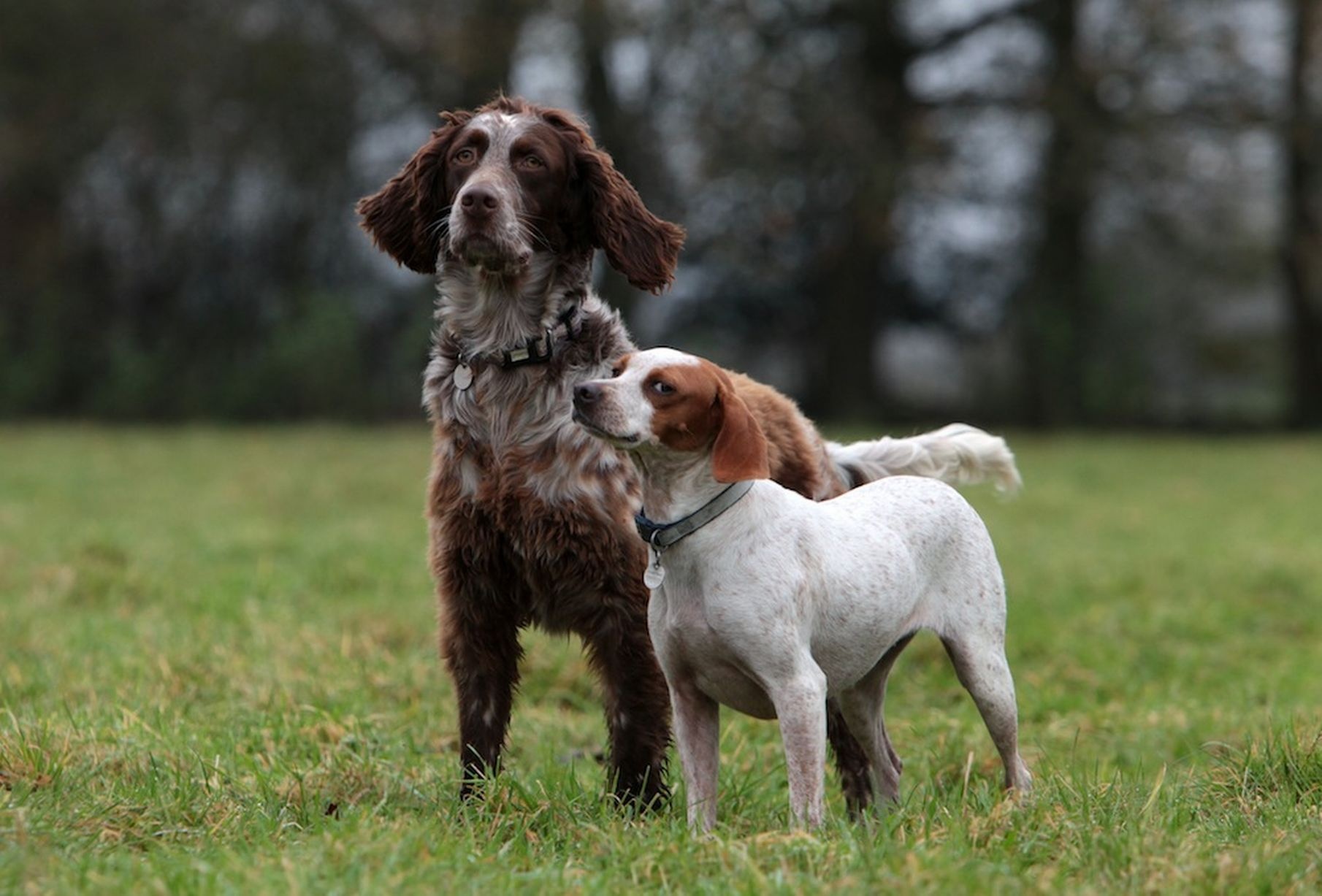 Một con chó săn chỉ điểm 18 tháng tuổi phát hiện một con chó săn lông xù đang nằm hấp hối trong mương nước trên đảo Zakynthos thuộc Hy Lạp, theo Mirror.