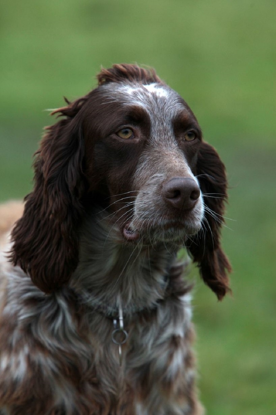 Ban đầu, đội cứu hộ Zante Strays nhận nhiệm vụ chăm sóc hai con chó. Họ đặt tên con chó săn chỉ điểm là Juliet và con chó săn lông xù là Romeo. Sau đó, Đội Cứu hộ Động vật Holbrook ở thị trấn Horsham, hạt West Sussex, Anh, tiếp nhận và mang chúng về Anh.