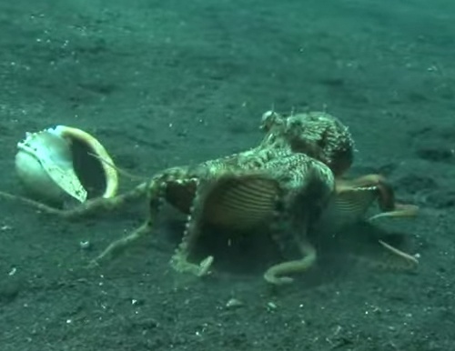 Bach tuoc nguy trang bang vo so hinh anh