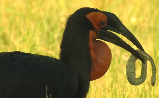 Canh tuong chim mo sung nuot chung ran doc hinh anh