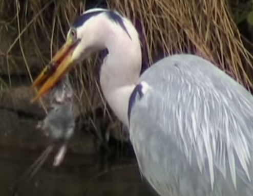 Diec mai mo sau khi nuot chuot hinh anh