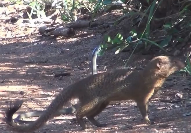 Cuoc chien giua cay va ran doc chau Phi hinh anh