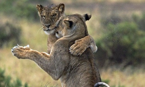 Su tu khieu vu tren dong co hinh anh