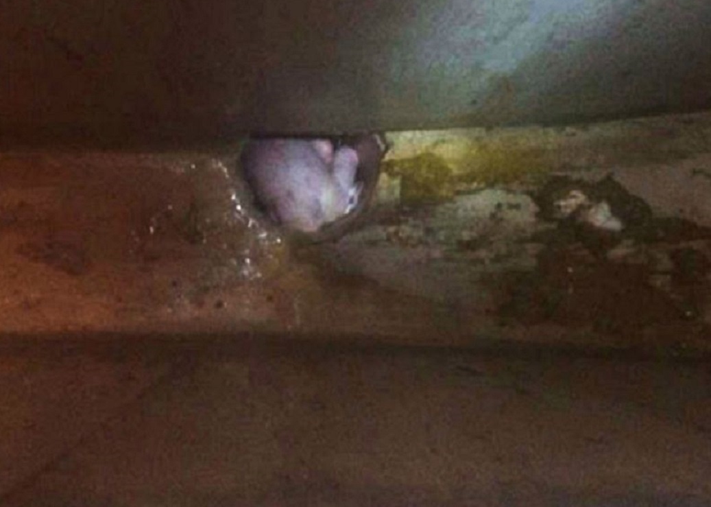 Tre so sinh thoat chet sau khi lot vao bon cau hinh anh