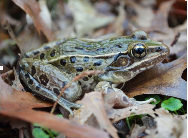 Phat hien loai ech phat ra tieng keu quai di hinh anh