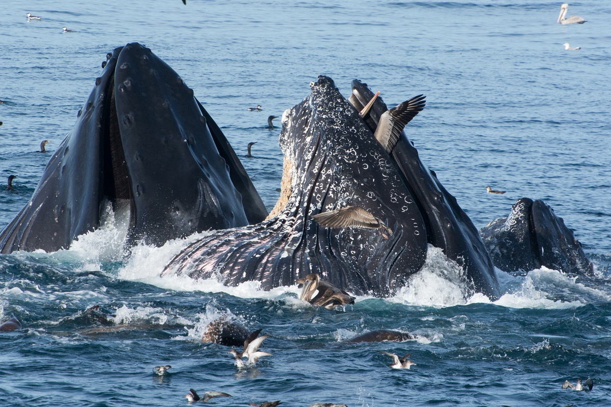 Sư tử biển, cá voi và nhiều con chim biển 