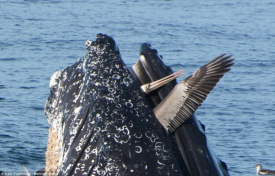 Bo nong mac ket trong mieng ca voi hinh anh