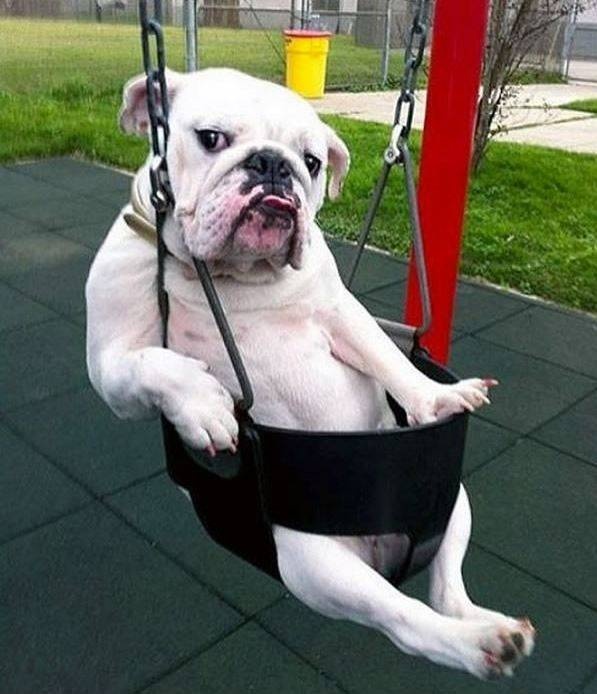 Cuoc thi yoga giua cho va meo hinh anh