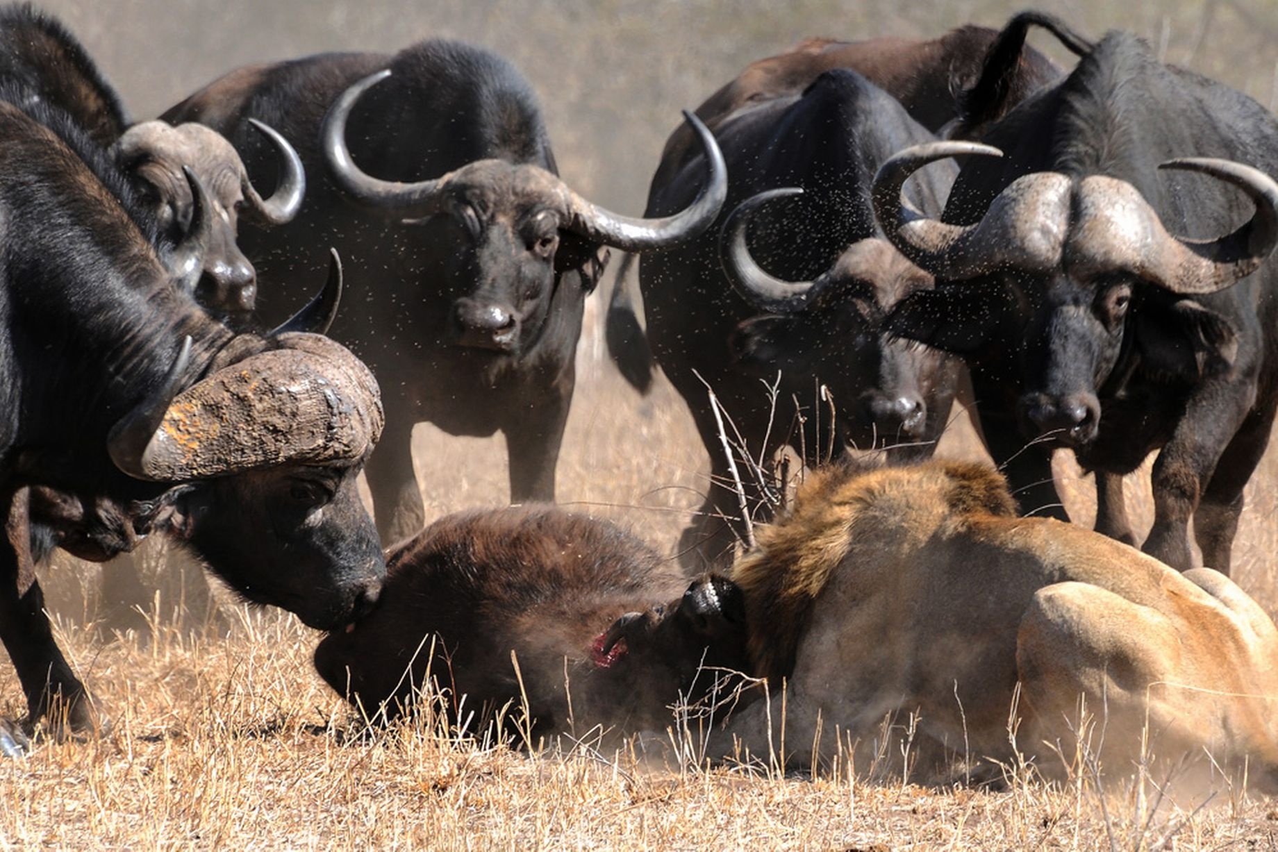 Đúng lúc nghé kiệt sức và chấp nhận cái chết, đột nhiên vị cứu tính của nó xuất hiện.