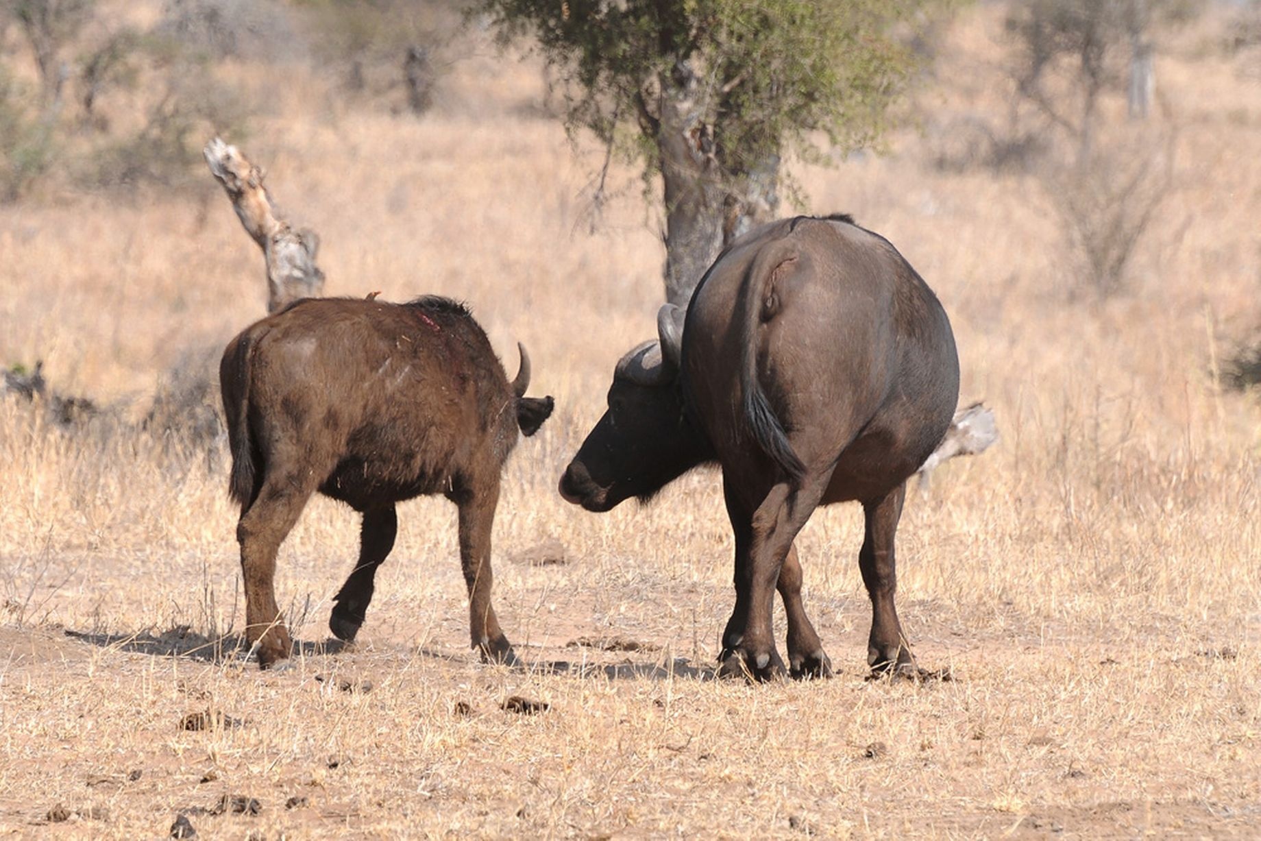 Con nghé bước loạng choạng sau khi thoát hiểm.