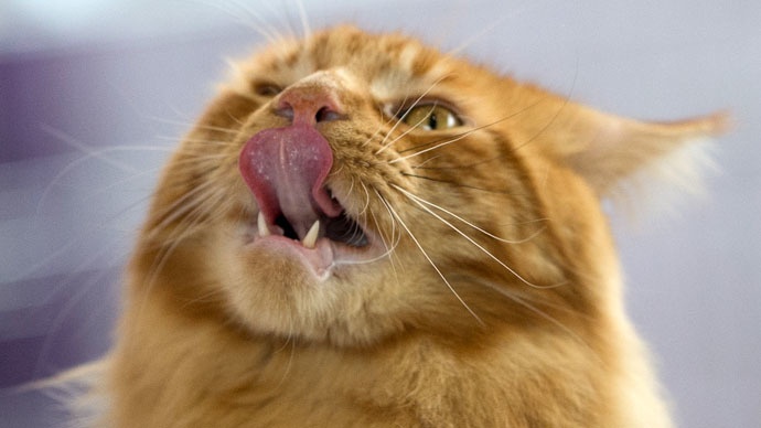 Bua an vung tri gia hon 20 trieu dong cua con meo hinh anh