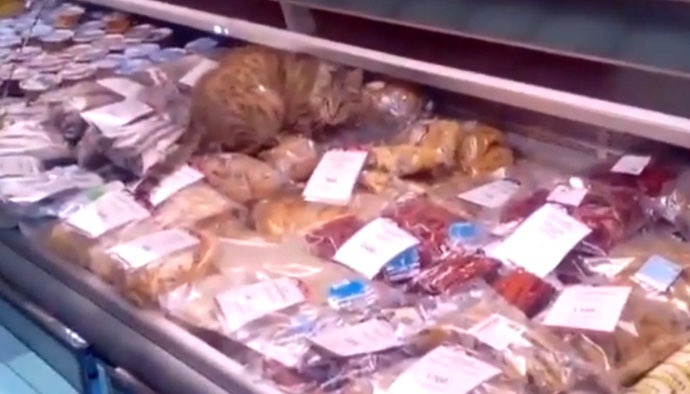 Cảnh tượng con mèo trên quầy hải sản trong một đoạn video. Ảnh: RT