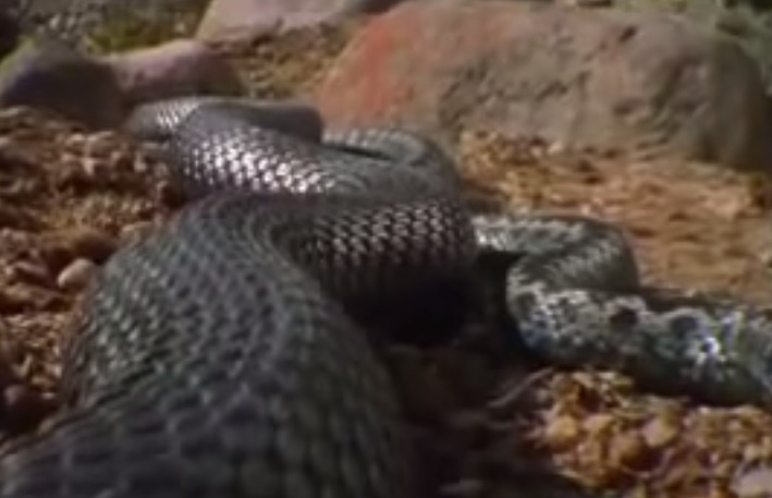 Hai ran duc danh nhau de gianh quyen giao phoi hinh anh