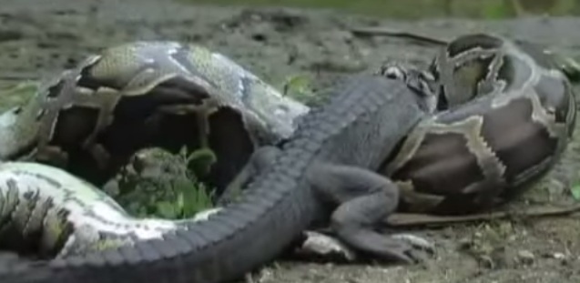 Ca sau van giay chan khi tran nuot gan het co the hinh anh