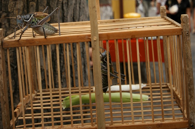 Ninja mang theo dế khi làm nhiệm vụ để ngụy trang và ẩn nấp. Ảnh minh học: blogspot.com