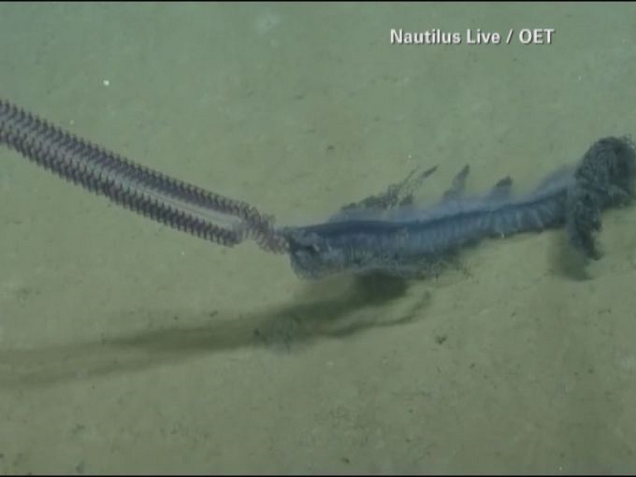 Sinh vat la xuat hien duoi day dai duong hinh anh