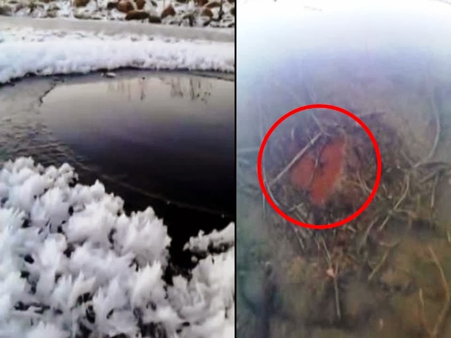 Sinh vat la giong nui lua lo dien o Lithuania hinh anh