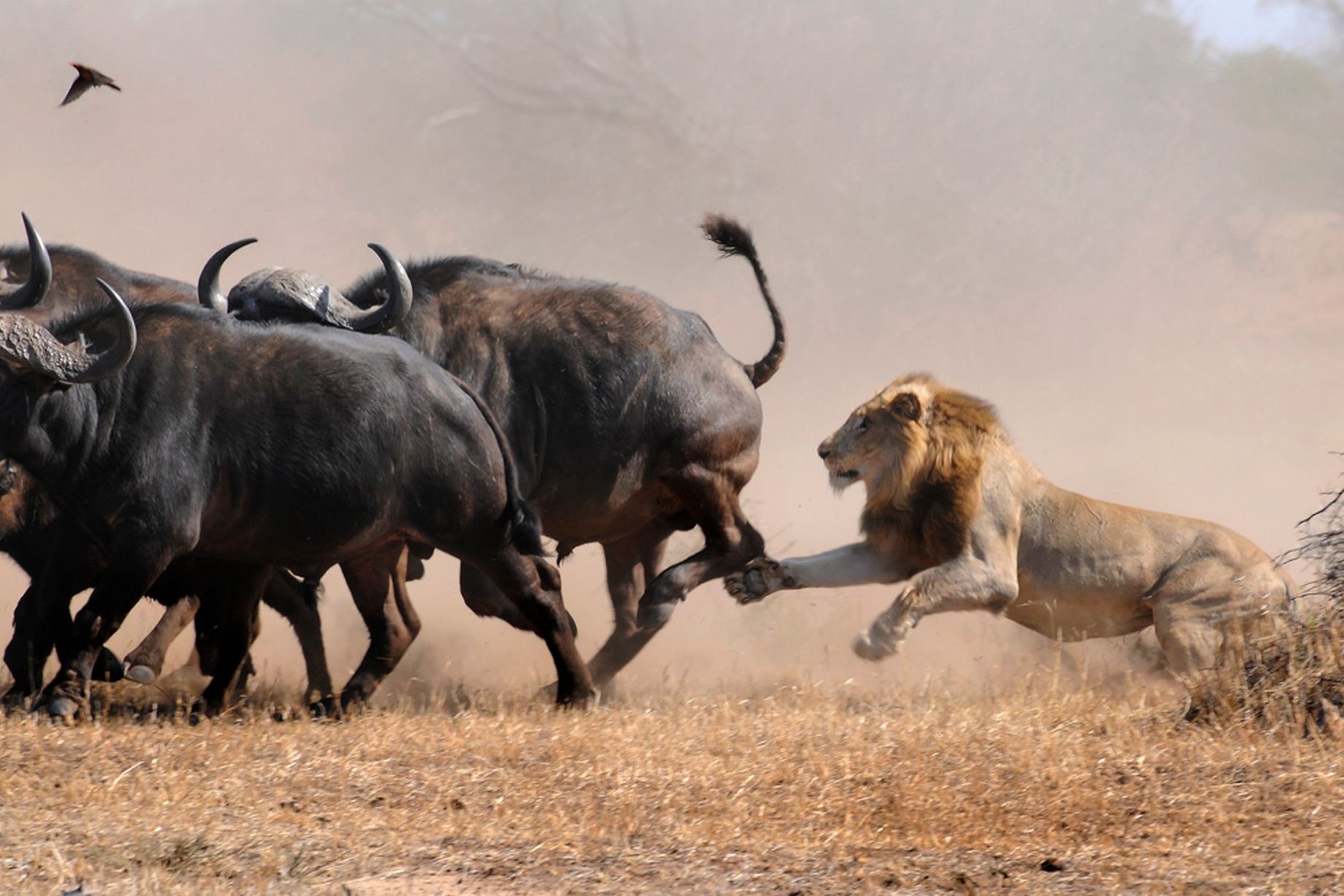 Trong lúc săn mồi, hai con sử phát hiện một đàn trâu rừng. Mục tiêu mà chúng chọn là một con nghé.