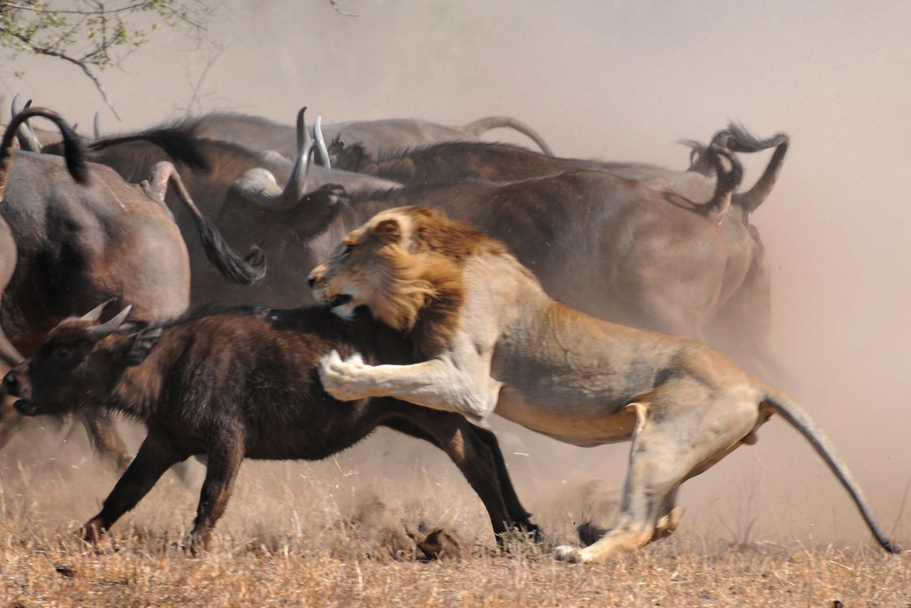 Mặc dù nghé chạy rất nhanh, con sư tử vẫn đuổi kịp và tóm con mồi.
