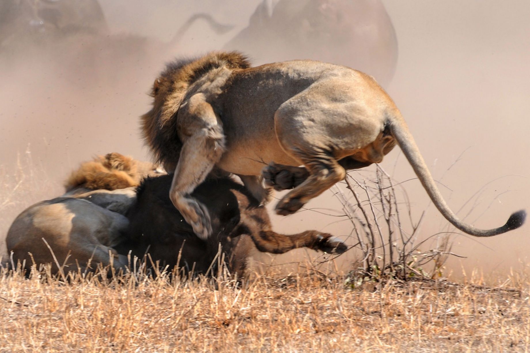 Trau cai danh bai hai su tu hinh anh