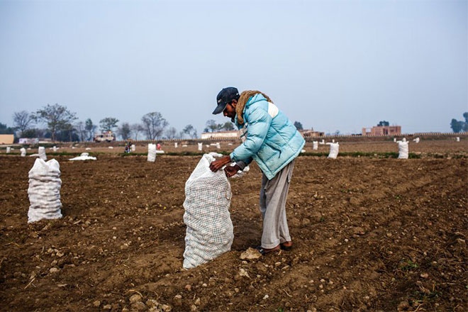 Hanif Masih giờ bán chè và đi phụ giúp hàng xóm thu hoạch khoai tây để có tiền sinh sống.