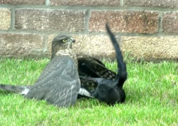 Cuoc chien khong can suc giua qua va chim ung hinh anh