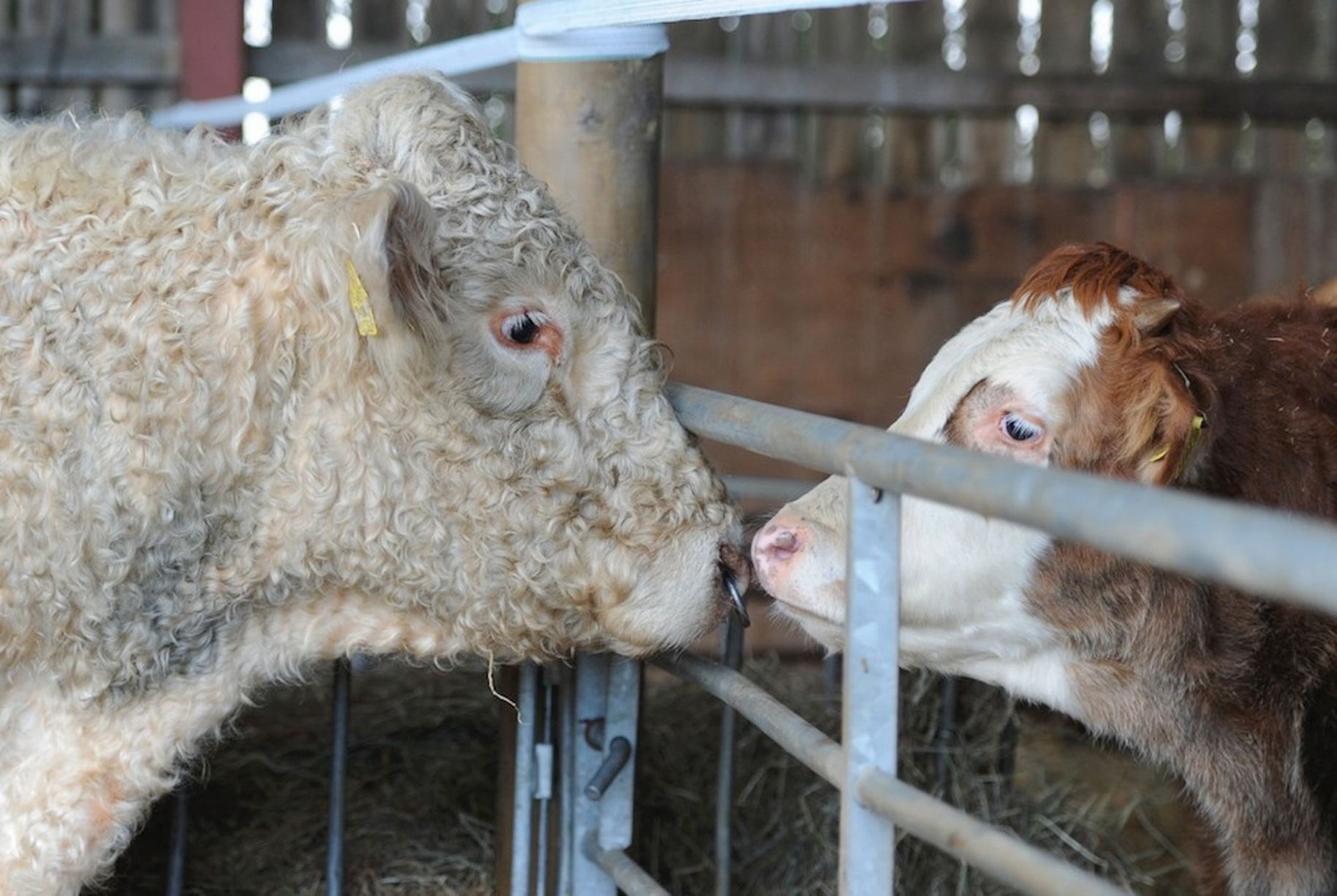 Bo duc dong tinh tim thay ban tinh sau khi thoat chet hinh anh