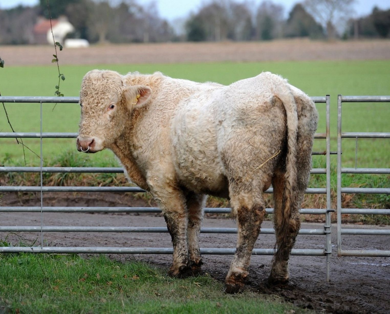 Chủ trang trại quyết định đưa con bò đồng tính Benjy đến lò mổ vì nó khong có khả năng sinh sản. Ảnh