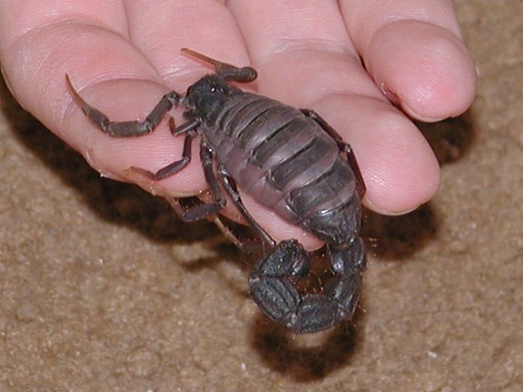 Giới nghiên cứu phát hiện bọ cạp phun độc Nam Phi 