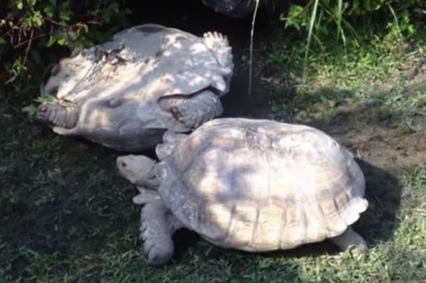 Rua giup dong loai trong con hoan nan hinh anh