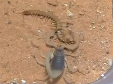 Cuoc chien giua bo cap va ret hinh anh