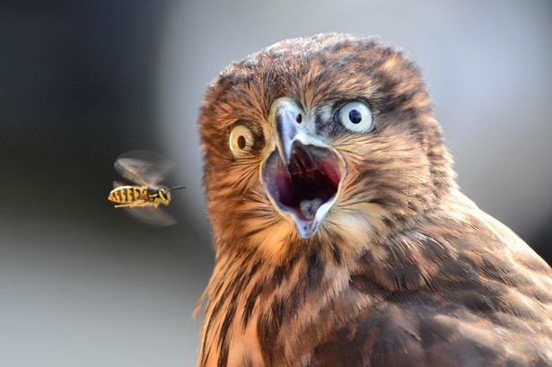 Chim ung kinh hai khi ong bay toi gan hinh anh