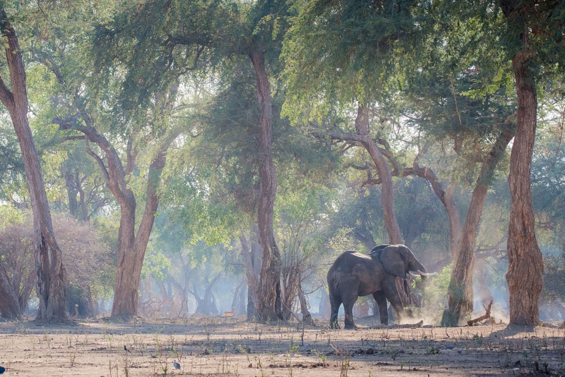 Giovanni Casini, nhiếp ảnh gia 35 tuổi đến từ thành phố Pisa, Italy, đã ghi lại những hình ảnh tuyệt đẹp về con voi trong Khu bảo tồn Mana Pools, phía bắc Zimbabwe, đang kiếm ăn theo cách của hươu cao cổ, theo Mirror.