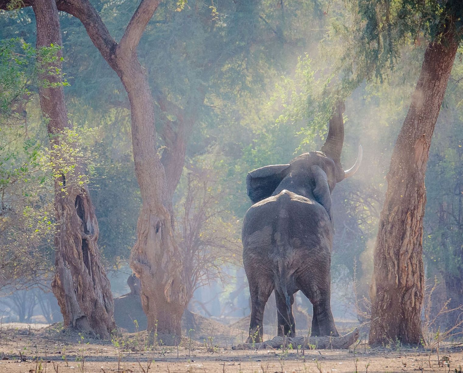 Giovanni, hiện đang sống ở châu Phi, bắt đầu chụp ảnh từ 4 năm trước. Anh rất ngạc nhiên khi bắt gặp một con voi đói hành động như hươu cao cổ.