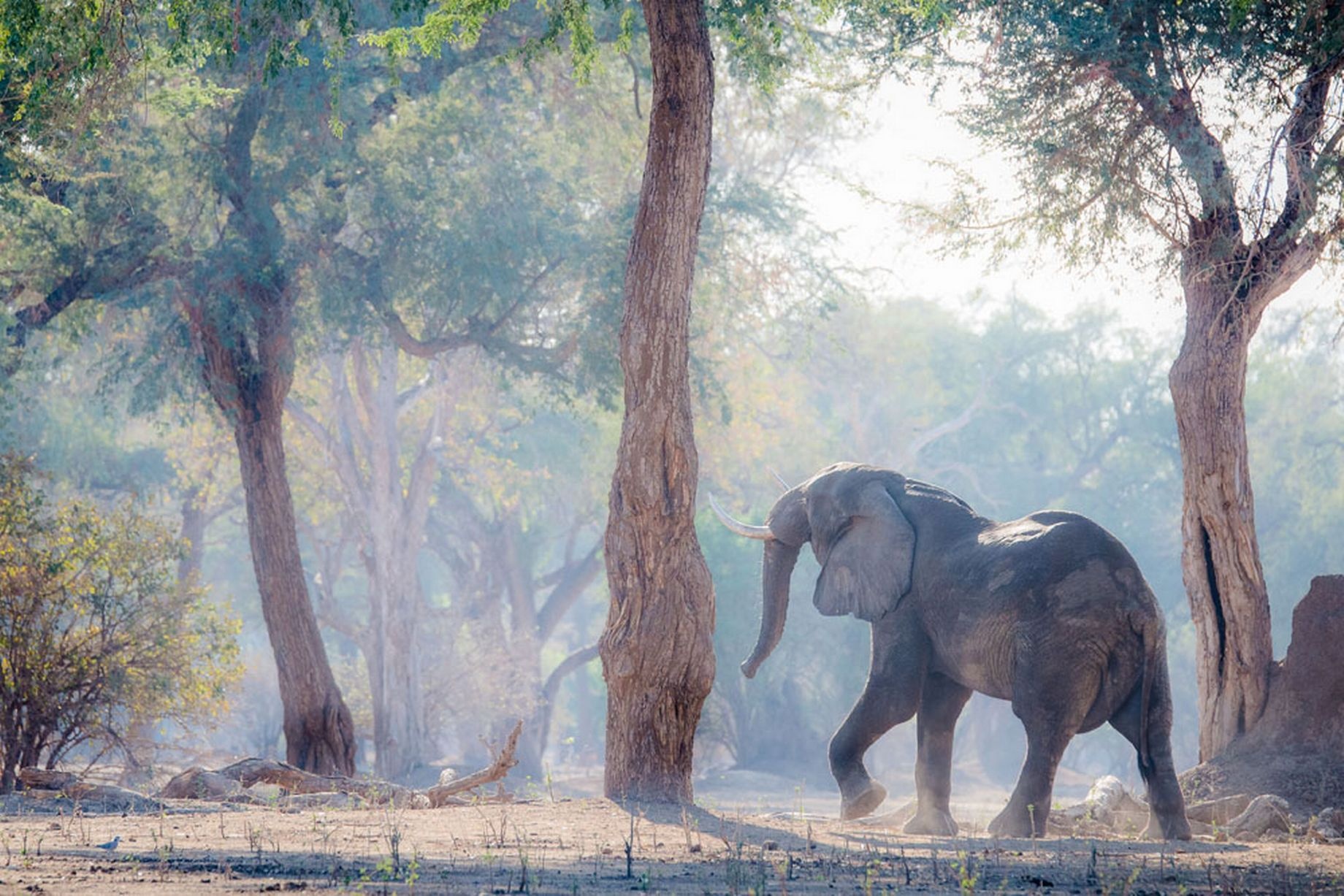Con voi đột nhiên đứng bằng hai chân sau. 3 người nghĩ cảnh tượng một con vật khổng lồ như vậy dồn toàn bộ sức nặng cơ thể lên hai chân sau rất thú vị nên tiếp tục quan sát nó. Giovanni Casini chụp lại những bức ảnh tuyệt vời.