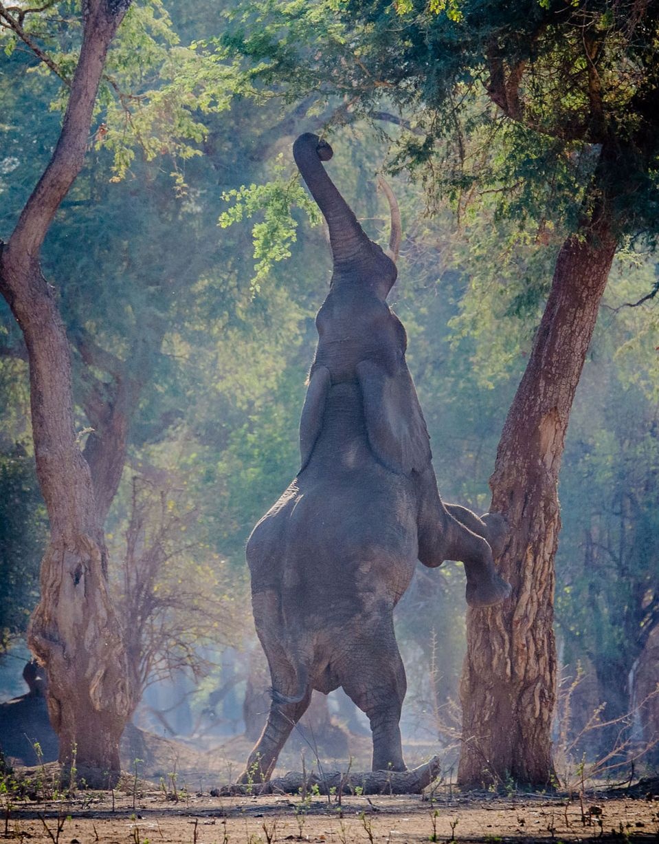 Anh giải thích: “Voi rất hiếm khi đứng trên hai chân sau vì chúng rất nặng. Tôi nghĩ nó phải kiếm ăn như hươu cao cổ vì nó đã quá đói trong khi thực vật sát mặt đất khá hiếm vào mùa khô “.