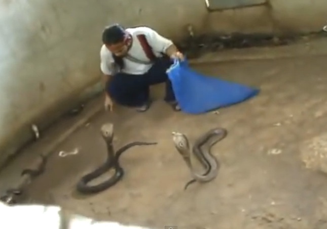 Nguoi dan ong chon ran cho buoi trinh dien hinh anh