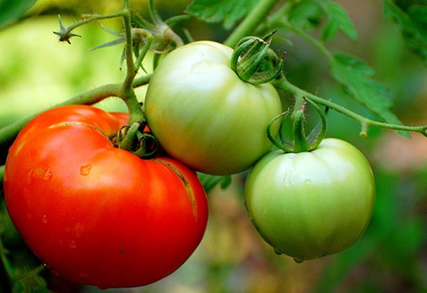 Lá và thân của cà chua chứa 