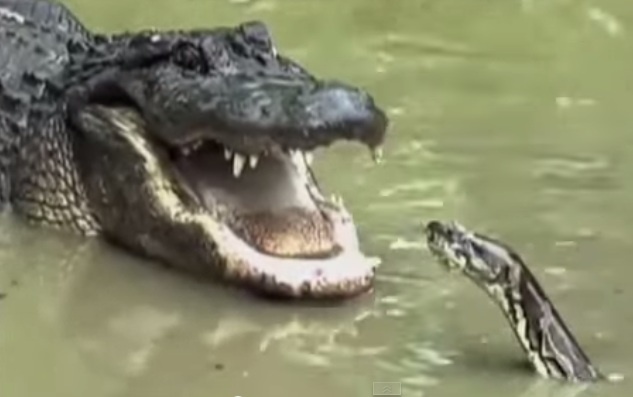 Ca sau can dau tran trong dam lay hinh anh