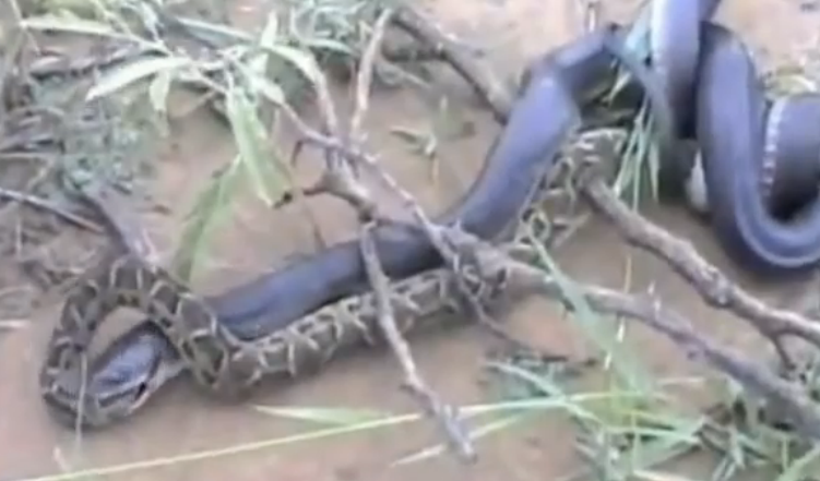 Ran ho mang chua ngoam dau tran va nuot chung hinh anh