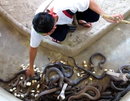 Nguoi dan ong tom ran nhu nhat rac hinh anh