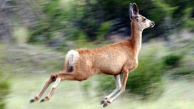 Huou nhay qua duong va dam trung nguoi phong xe dap hinh anh